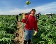 Harvest