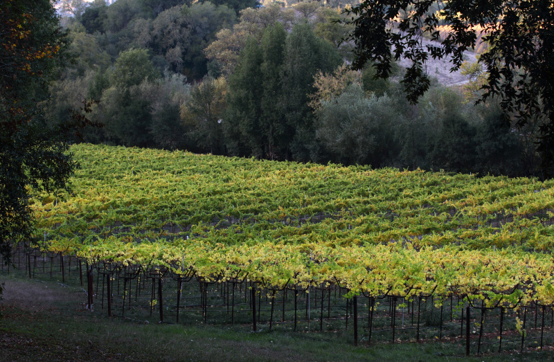 vinesdb05