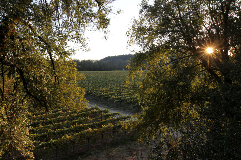vinesdb06