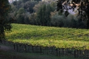 vinesdb05