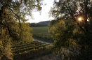 vinesdb06