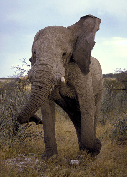 African Elephant