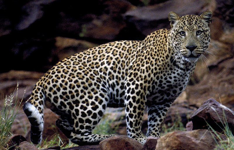 Leopard