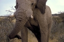 African Elephant