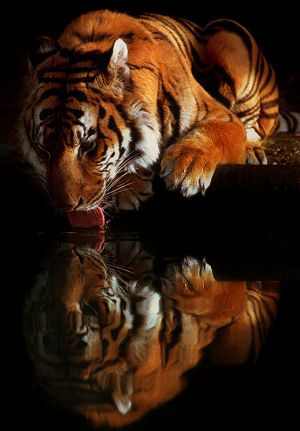 tiger3_0.jpg